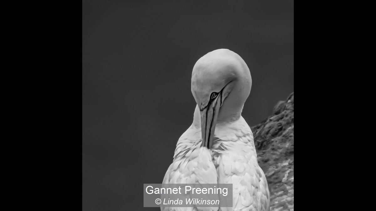 Gannet Preening